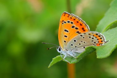 Kelebek - büyük bakır (Lycaena dispar)