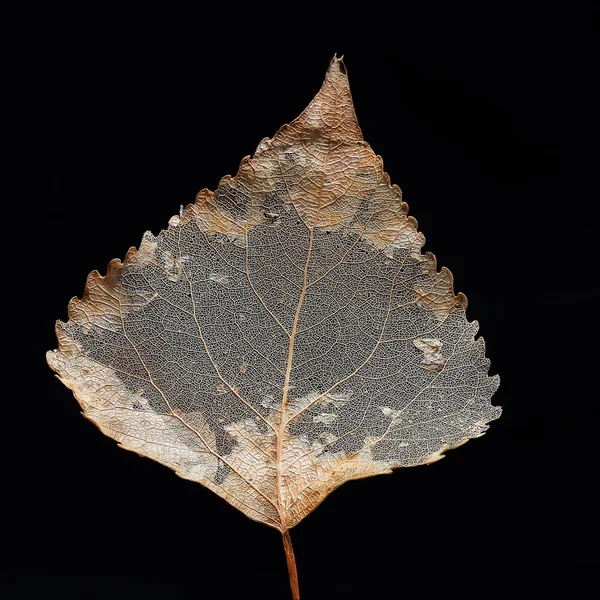 Anatomía de la hoja de álamo muerta — Foto de Stock