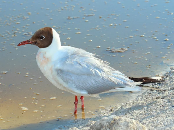 Black-headed Gull (Chroicocephalus ridibundus) — Stock Photo, Image