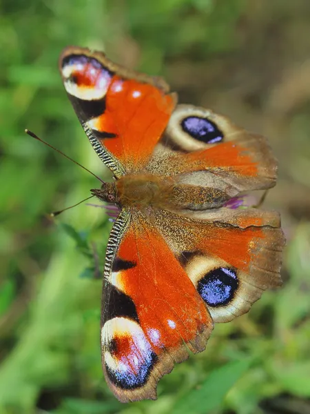 Motýl - Evropský Páv (Inachis io) — Stock fotografie