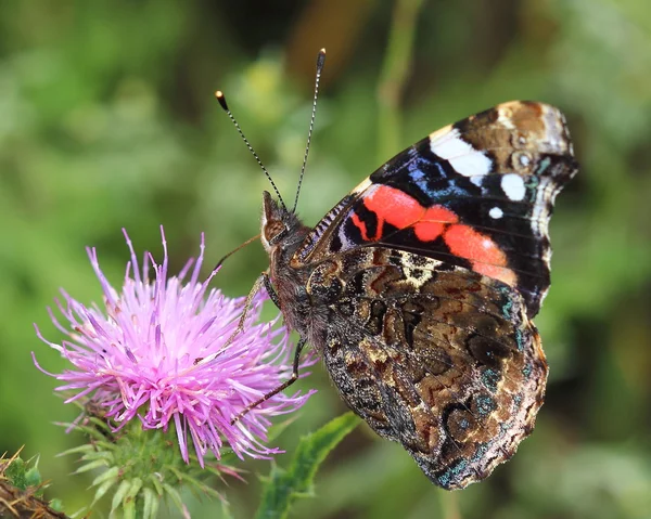 Motýl - Red admirál (Vanessa atalanta) — Stock fotografie