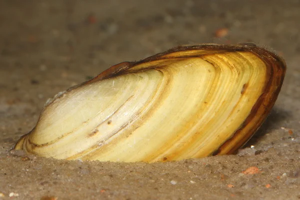 Zwanenmossel (Anodonta cygnea) in zand — Stockfoto