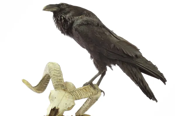 koyun kafatası üzerinde oturan ortak kuzgun