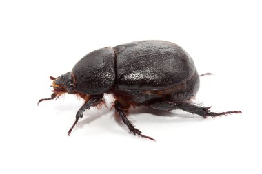 Dünya sıkıcı bok böceği üzerinde beyaz