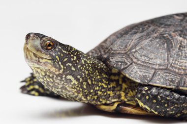 Avrupa su birikintisi kaplumbağa başkanı