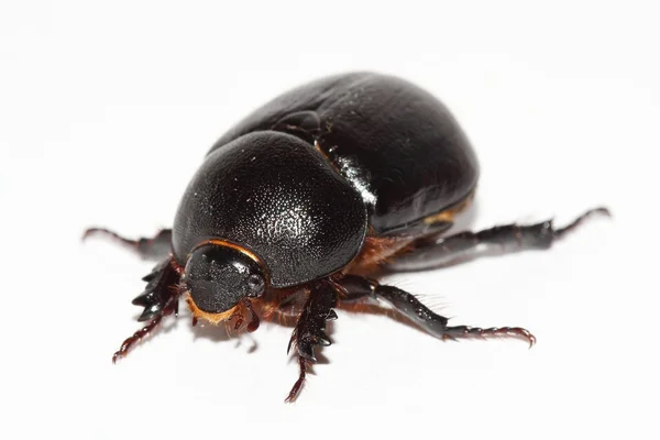 Przewiercania dung beetle nad białym — Zdjęcie stockowe