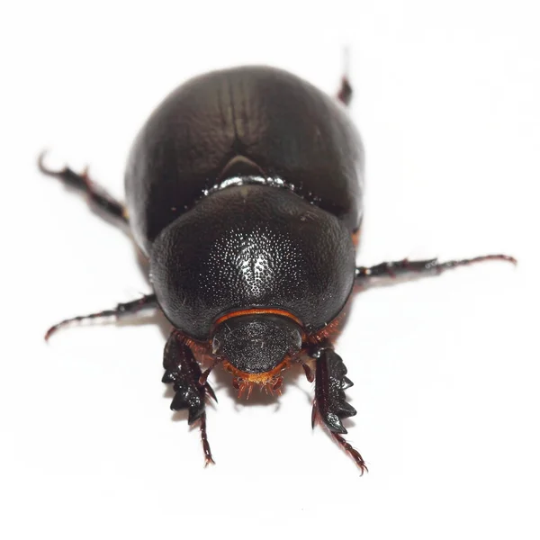 Earth-boring dung beetle over white — Stock Photo, Image