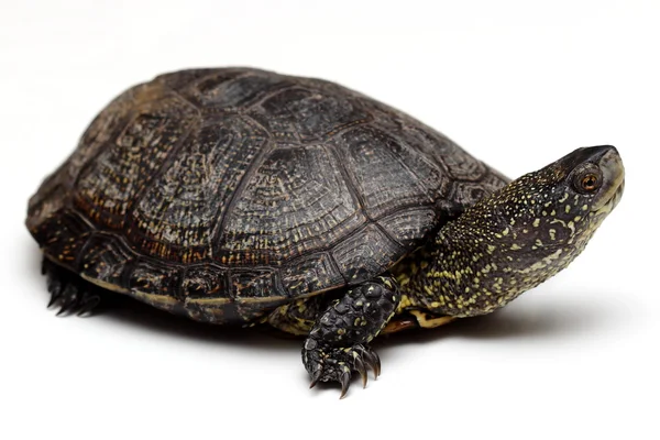 Європейська болотна черепаха — стокове фото