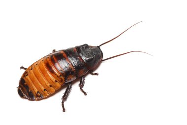 Hamam böceği (Gromphadorhina portentosa tıslama Madagaskar)