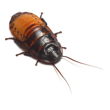 Hamam böceği (Gromphadorhina portentosa tıslama Madagaskar)