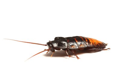 Hamam böceği (Gromphadorhina portentosa tıslama Madagaskar)