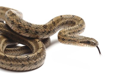 Beyaz üzerine bozkırlarında Ratsnakes (Elaphe dione)