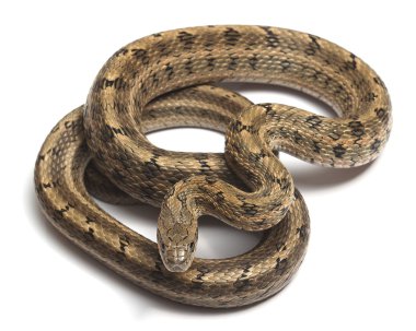 Beyaz üzerine bozkırlarında Ratsnakes (Elaphe dione)