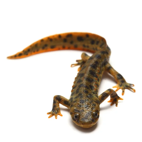 Spaanse geribde newt (Pleurodeles waltl) — Stockfoto