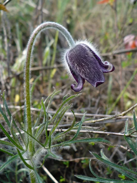 Kleine Pulsatilla bloem (Pulsatilla pratensis) — Stockfoto
