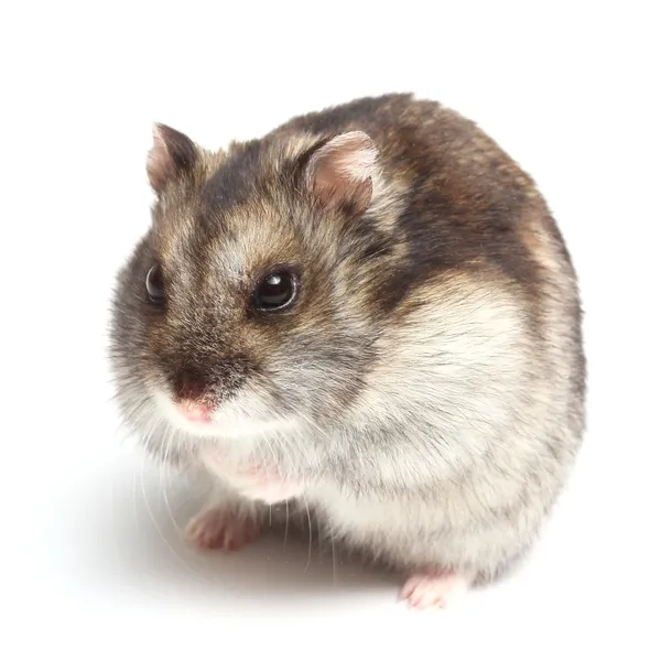 Jungar hamster (dvärghamster sungorus) — Stockfoto