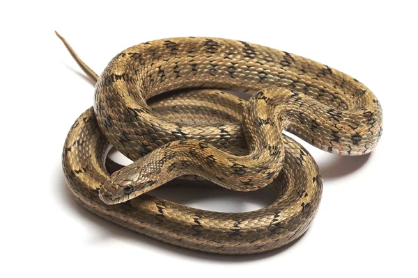 Beyaz üzerine bozkırlarında Ratsnakes (Elaphe dione)