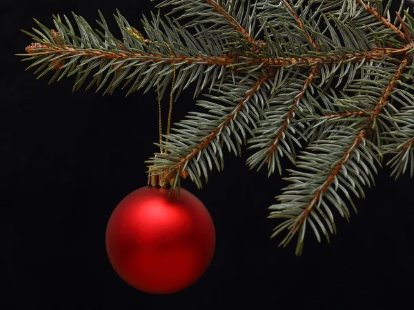 Tak van kerstboom met rode bal — Stockfoto