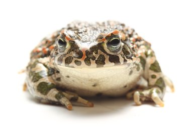 Beyaz üzerinde yeşil kurbağa (Bufo viridis)