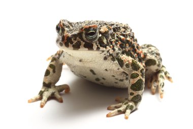 Beyaz üzerinde yeşil kurbağa (Bufo viridis)