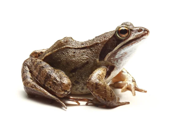 Common frog (Rana temporaria) over white — Stock Photo, Image