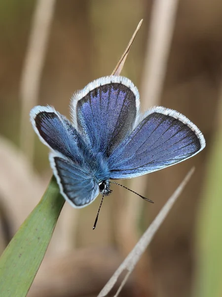 Papillon à ailes de gossamer — Photo