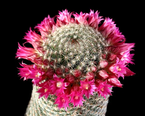 Flores de cacto (Mammillaria ) — Fotografia de Stock