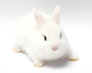 Genç beyaz tavşan üzerinde beyaz izole