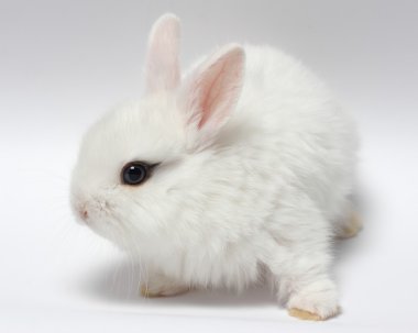 Genç beyaz tavşan üzerinde beyaz izole