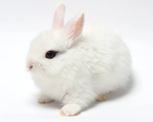 Junge weiße Kaninchen isoliert auf weiß — Stockfoto