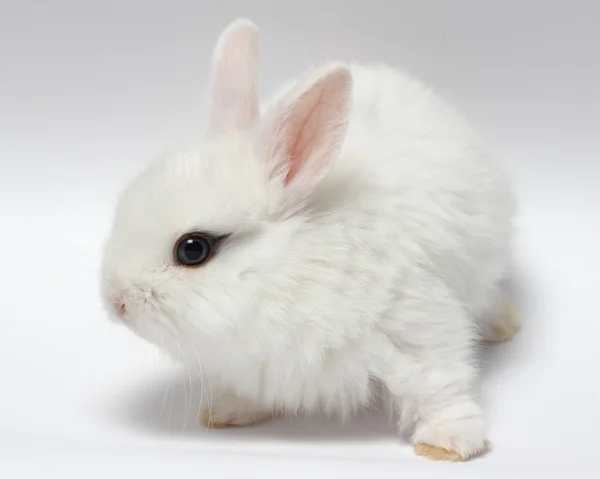 Молодий білий кролик ізольований на білому — стокове фото
