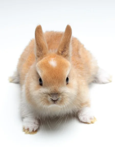 Young carroty rabbit isolated on white — Stock Photo, Image