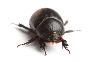 Dünya sıkıcı bok böceği üzerinde beyaz izole