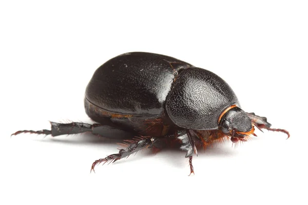 Earth-boring dung beetle isolated on white — Stock Photo, Image