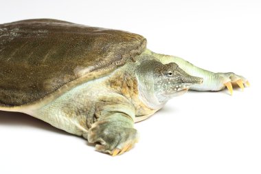 Çin kaplumbağası (Pelodiscus sinensis) beyaz