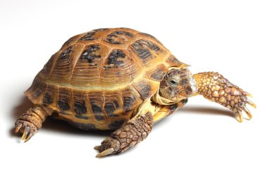 Orta Asya kaplumbağa (Agrionemys horsfieldii) beyaz