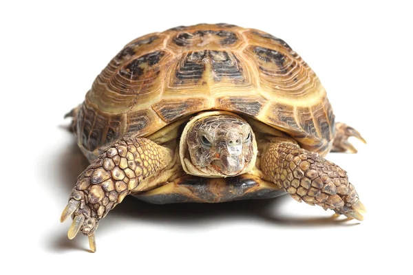Centrale Aziatische schildpad (Agrionemys horsfieldii) op wit — Stockfoto