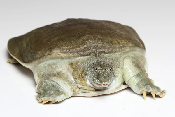 Tartaruga de concha macia chinesa (Pelodiscus sinensis) sobre branco — Fotografia de Stock