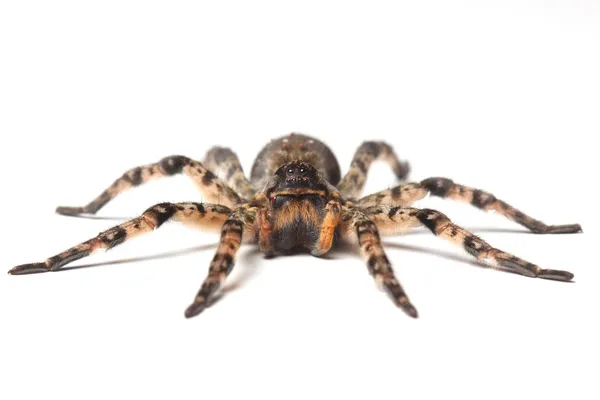 Wolf spider nad białym — Zdjęcie stockowe