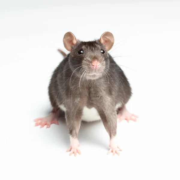 Ratte über Weiß — Stockfoto