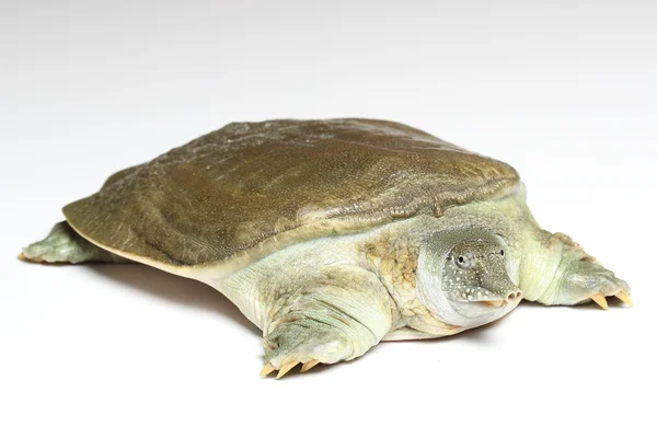 Chinesische Weichschildkröte (pelodiscus sinensis) auf weiß Stockbild