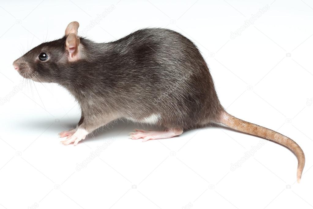 Rat over white