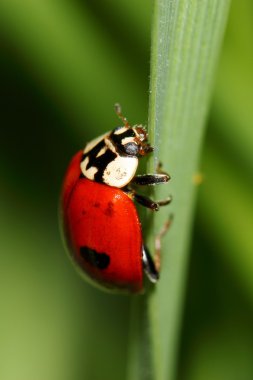 Yeşil çimenlerin üzerinde uğur böceği. Makro