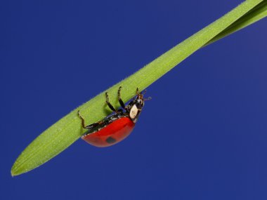Mavi gökyüzünde yeşil çimlerin üzerinde uğur böceği. makro