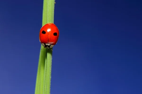 Marienkäfer auf grünem Gras über blauen Himmel. Makro — Stockfoto