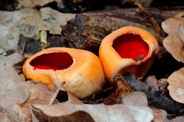 Mantar - Scarlet Elfcup (Sarcoscypha austriaca). Portre