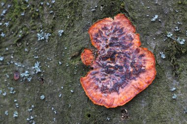 Ağaç kabuğu üzerinde mantar polypores