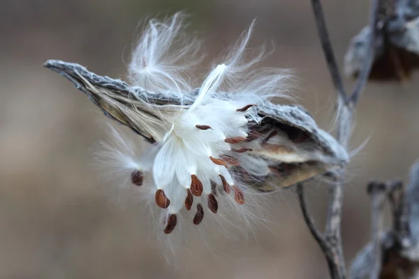 Liebre común (Asclepias syriaca) primer plano de las semillas —  Fotos de Stock