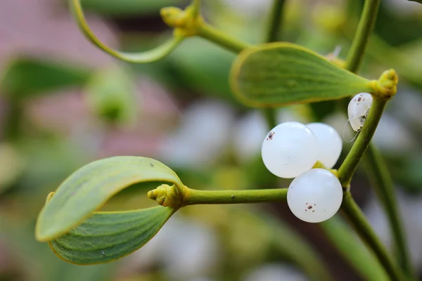 Berry of mistletoe (Viscum album). closeup — Stock Photo, Image