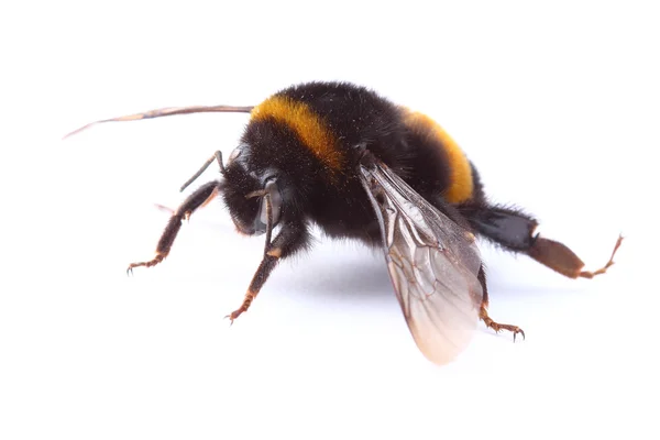 Bumblebee isolado em branco — Fotografia de Stock